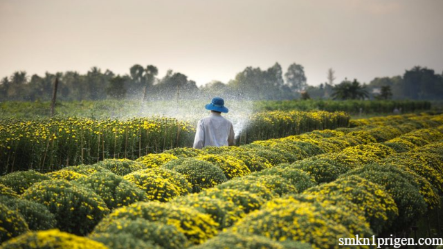 Inilah Prospek Kerja Lulusan Agroteknologi di Indonesia